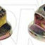 Dorman 982-006D