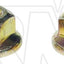 Dorman 962-016